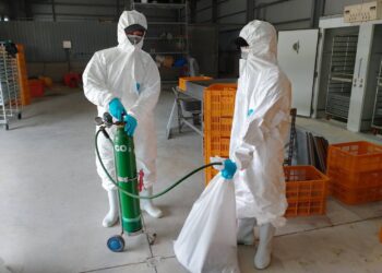 養禽業者主動通報鹽埔鄉　鵪鶉場確診感染H5N1禽流感
