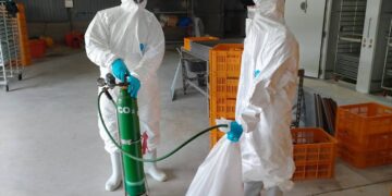 養禽業者主動通報鹽埔鄉　鵪鶉場確診感染H5N1禽流感