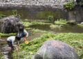 展望會辦理馬太鞍濕地親子遊 陪伴親屬安置家庭認識自然文化