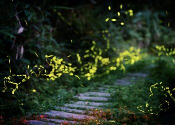 走進光影茶園！新北農業局邀市民夜訪文山農場     一站式體驗採茶與夏日賞螢趣