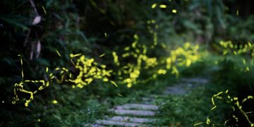 走進光影茶園！新北農業局邀市民夜訪文山農場     一站式體驗採茶與夏日賞螢趣
