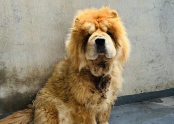 嚴懲棄養飼主　嘉義縣家畜所開罰11萬元