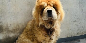 嚴懲棄養飼主　嘉義縣家畜所開罰11萬元