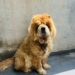 嚴懲棄養飼主　嘉義縣家畜所開罰11萬元