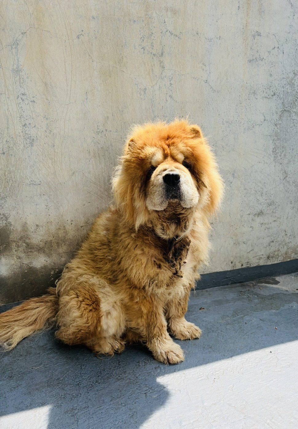 嚴懲棄養飼主 嘉義縣家畜所開罰11萬元