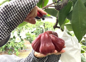【極品、珍稀、熱銷】屏縣網室栽培《極品紅寶石蓮霧》，搶手上市！
