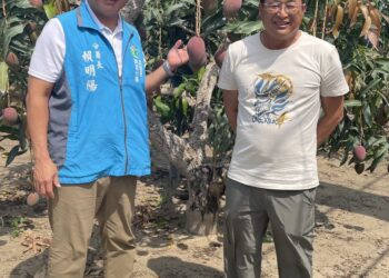 愛文芒果慶豐收 職人堅持永續經營