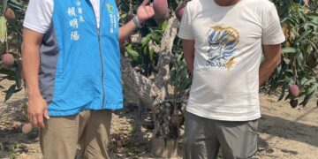 愛文芒果慶豐收　職人堅持永續經營