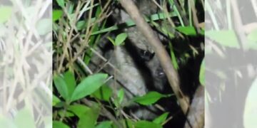 影音/麝香貓出沒宜蘭獨立山工務段 民眾驚喜拍下