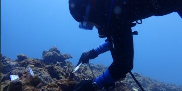 暑假前最酷的海洋課！新北攜手海洋大學辦珊瑚復育     報名時間、資格一次看