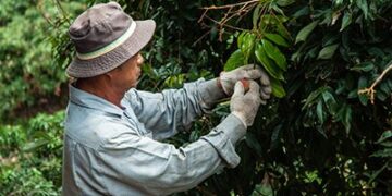 比玉荷包大2倍!「荔枝界巨無霸」紫娘喜頂級禮盒限量開搶 每顆身價珍貴引爆初夏饕客預購潮