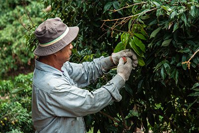 比玉荷包大2倍！「荔枝界巨無霸」紫娘喜頂級禮盒限量開搶 每顆身價珍貴引爆初夏饕客預購潮
