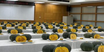 115年新北市全國大南瓜比賽「食用南瓜評鑑」精彩回顧！尋找全台最好吃的南瓜