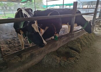 畜試所優化配方減碳成效提升12% 泌乳牛低碳飼糧再精進