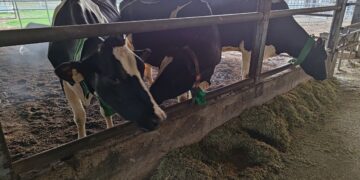 畜試所優化配方減碳成效提升12%　泌乳牛低碳飼糧再精進