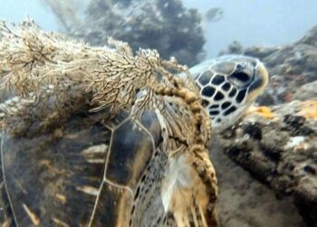 海科館科技守護海洋！潮境水下直播結合AI辨識 記錄海龜多種樣態