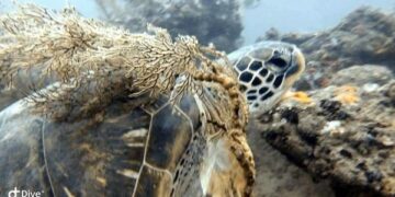 海科館科技守護海洋！潮境水下直播結合AI辨識 記錄海龜多種樣態