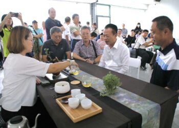 115年嘉義縣春季阿里山高山優良茶頒獎典禮暨展示品茗會　製茶高手雲集
