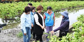 彰化連日豪雨重創農作  王惠美現勘溪州芭樂疾呼中央：納入天災現金救助