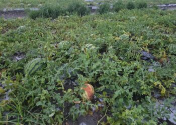 0605、0608豪雨致農損　屏東縣全力辦理現金救助