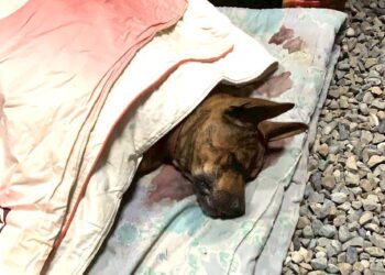 放養犬隻釀禍屢勸不改　嘉縣飼主遭重罰5.3萬元並移送法辦