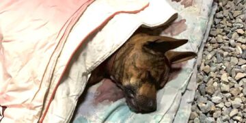 放養犬隻釀禍屢勸不改　嘉縣飼主遭重罰5.3萬元並移送法辦