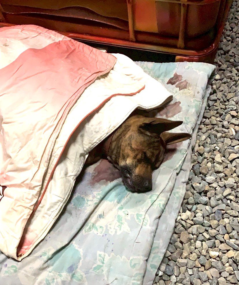 放養犬隻釀禍屢勸不改　嘉縣飼主遭重罰5.3萬元並移送法辦