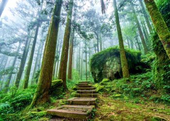 阿里山秋日健行盛會登場　「嘉遊好步道 秋遊嘉鄉」開放報名