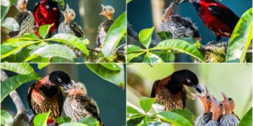 影音/這裡有鳥事/朱鸝育雛備受保護 3隻幼鳥羽豐學飛將離巢