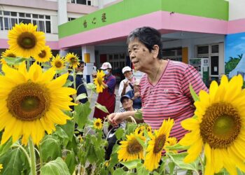 榮家出現向日葵花海  長輩與幼兒同歡共賞      