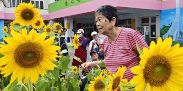 榮家出現向日葵花海  長輩與幼兒同歡共賞      