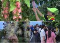 影音/五十二甲穗花棋盤腳風華再現 穗在宜蘭夜賞花火正是時候
