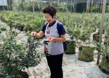 從牧羊到種植藍莓 後龍藍莓體驗小旅行結合生態與人文的輕旅行體驗