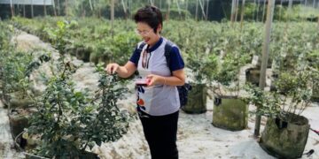 從牧羊到種植藍莓　後龍藍莓體驗小旅行結合生態與人文的輕旅行體驗　