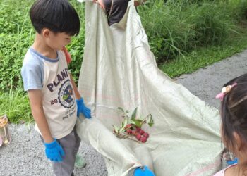 城市綠洲的甜蜜奇蹟:百棵50年黑葉荔枝不施農藥 北屯老樹公園香氣引爆食農教育