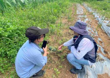 新北市淡水與三芝西瓜受豪雨影響受損     農業部公告現金救助即日起受理申請