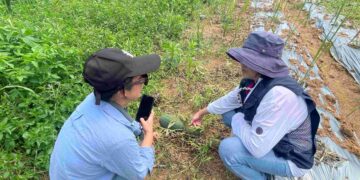 新北市淡水與三芝西瓜受豪雨影響受損     農業部公告現金救助即日起受理申請