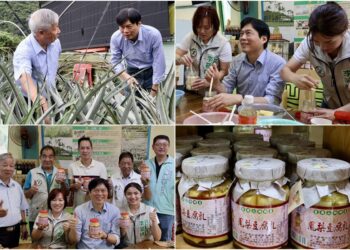林國漳體驗鳳梨豆腐乳製作 看見在地農業的無限可能