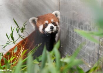上海小貓熊抵達北市動物園 狀況良好入住檢疫套房1個月