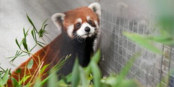 上海小貓熊抵達北市動物園 狀況良好入住檢疫套房1個月