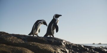 海科館引進2026年最新8K巨幕片《企鵝》 暑假天天開館邀民眾知性共遊