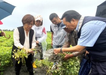 影音/豪雨重創彰化花生產區 王惠美籲中央及早核定災害補助