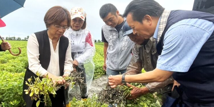 影音/豪雨重創彰化花生產區  王惠美籲中央及早核定災害補助