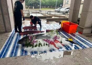 「黑鮪魚現切秀」搬進議會 雲林子弟返鄉「端午加菜」