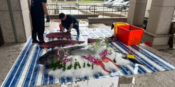 「黑鮪魚現切秀」搬進議會 雲林子弟返鄉「端午加菜」