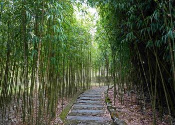 從奮起湖走進頂湖　嘉義推雙湖步道慢旅行