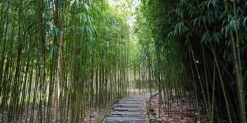 從奮起湖走進頂湖 嘉義推雙湖步道慢旅行