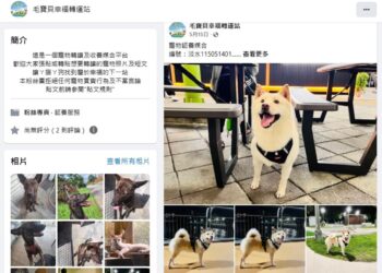 房客搬家僅帶走品種貓遺留混種貓  新北市動保處介入調查並開罰