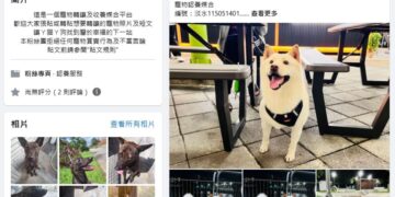 房客搬家僅帶走品種貓遺留混種貓  新北市動保處介入調查並開罰