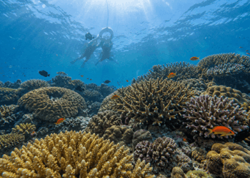 海生館舉辦「海洋中的”奧秘” 第十一屆國際海洋生物及生物科技研討會」